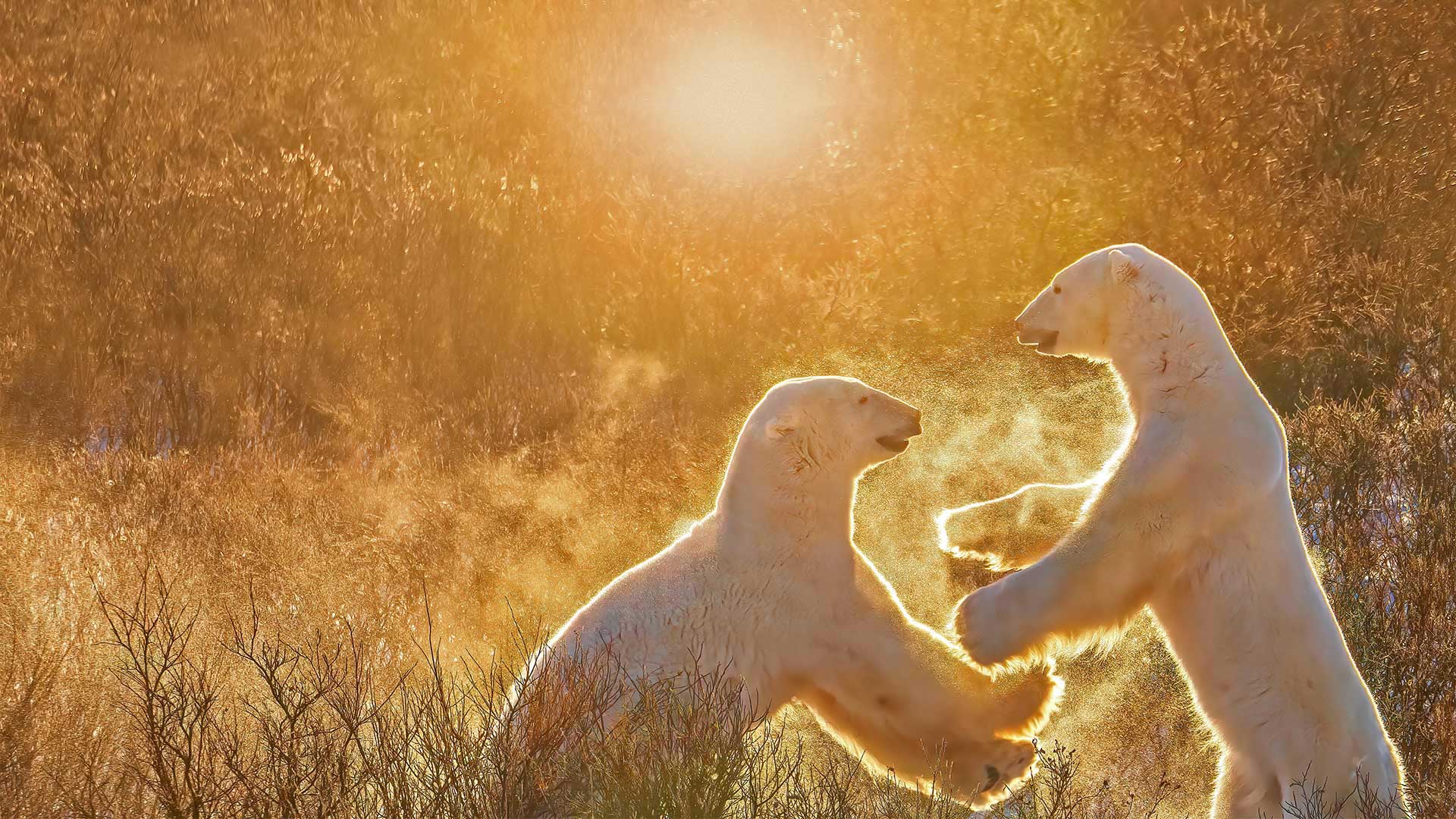 Two young male polar bears, Churchill, Manitoba (© Cheryl Ramalho/Getty Images)(Bing Canada)