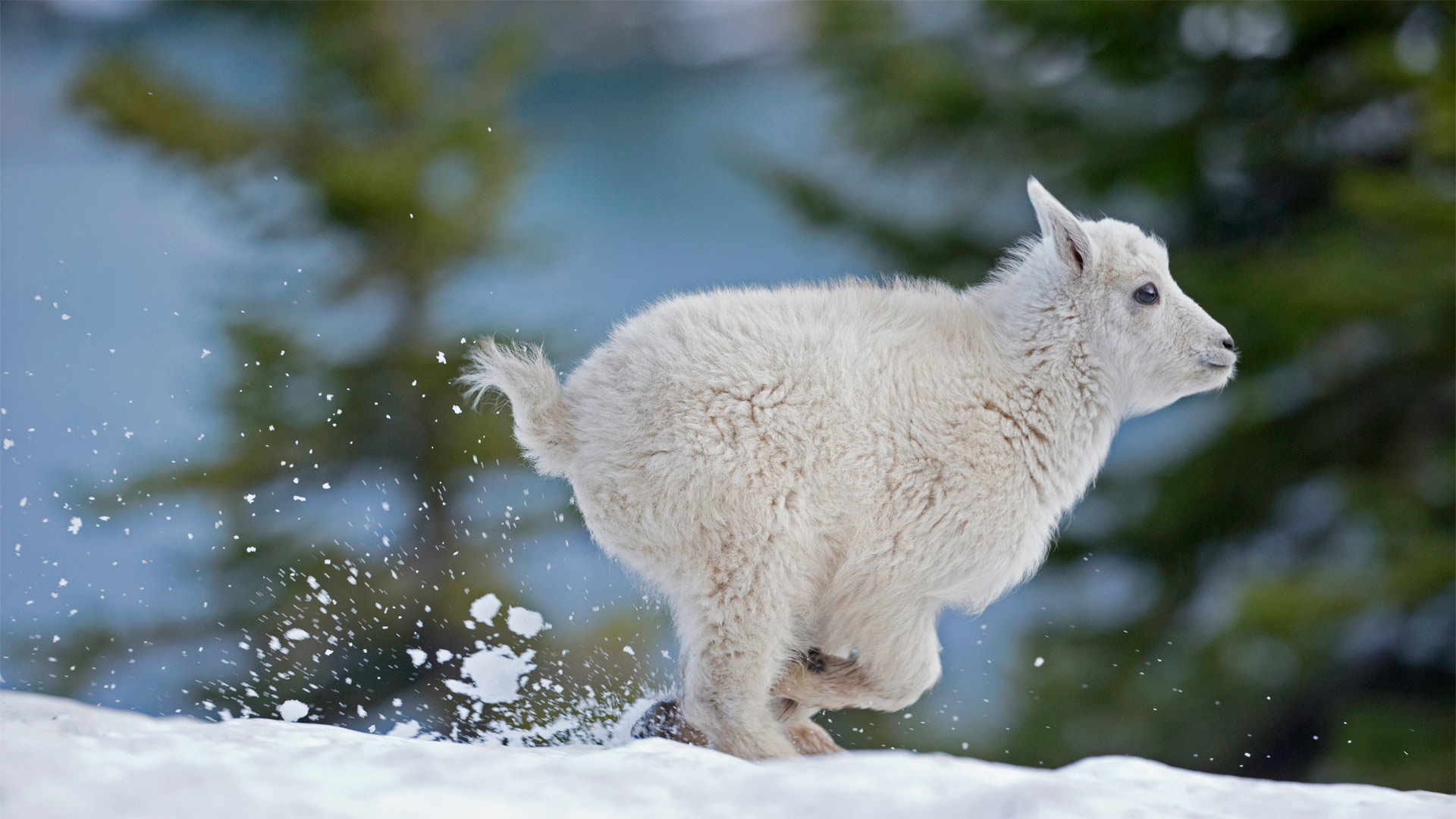 Mountain goat kid in western Montana, USA (© Donald M. Jones/Minden Pictures)(Bing United Kingdom)