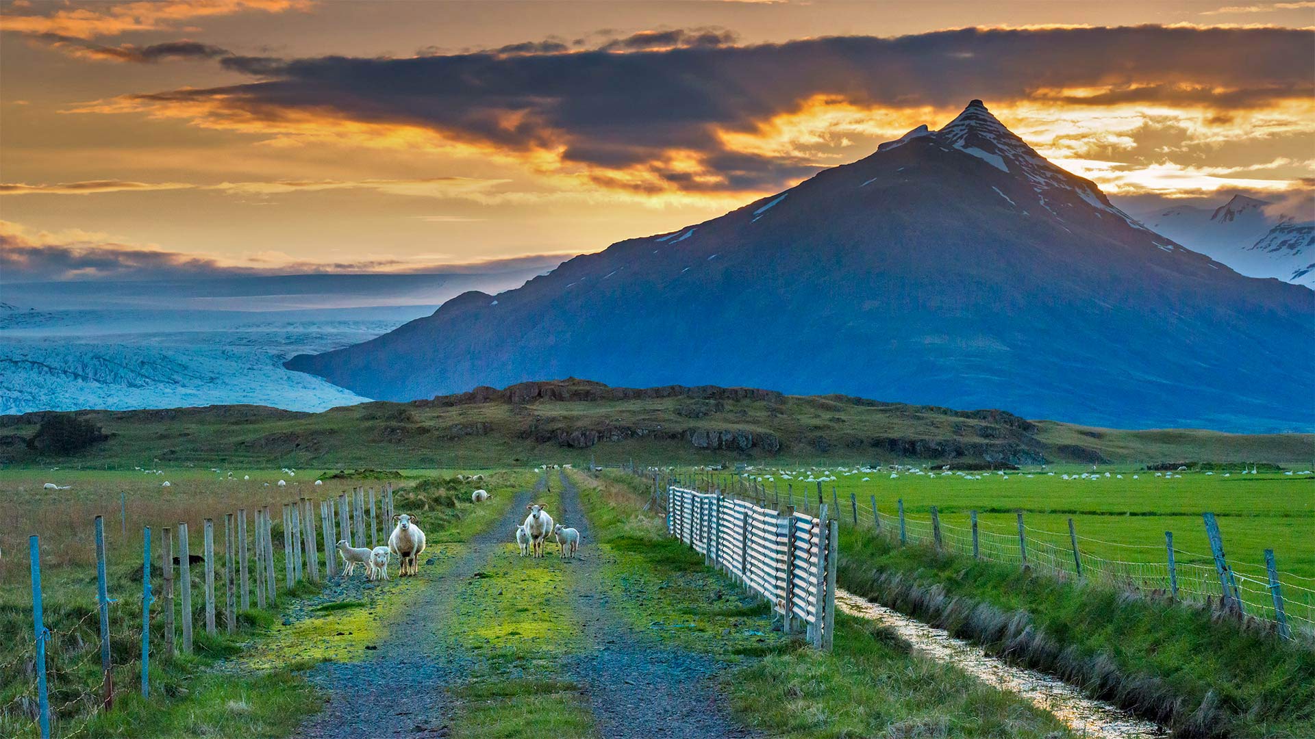 Sheep graze along a road, Iceland (© Matthew Kuhns/Tandem Stills + Motion)(Bing Canada)