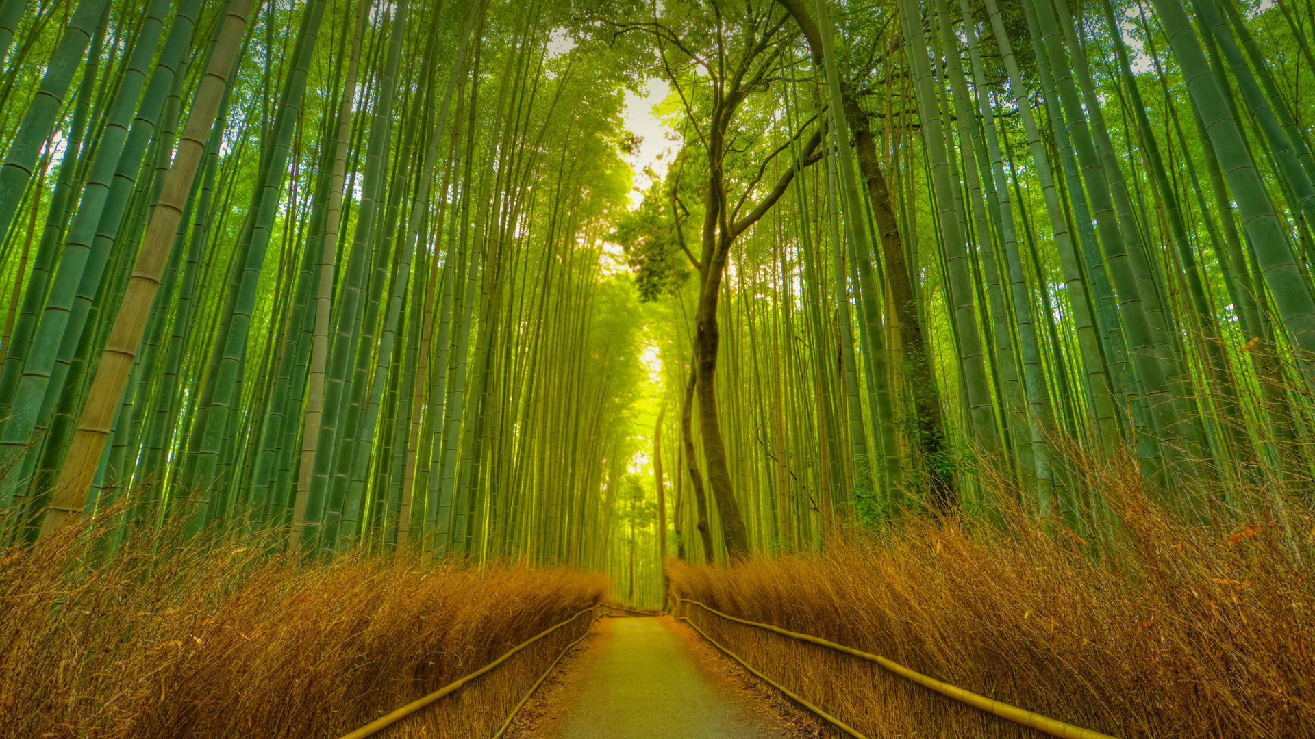 Footpath in the Arashiyama Bamboo Grove, Kyoto, Japan (© Razvan Ciuca/Getty Images)(Bing United Kingdom)