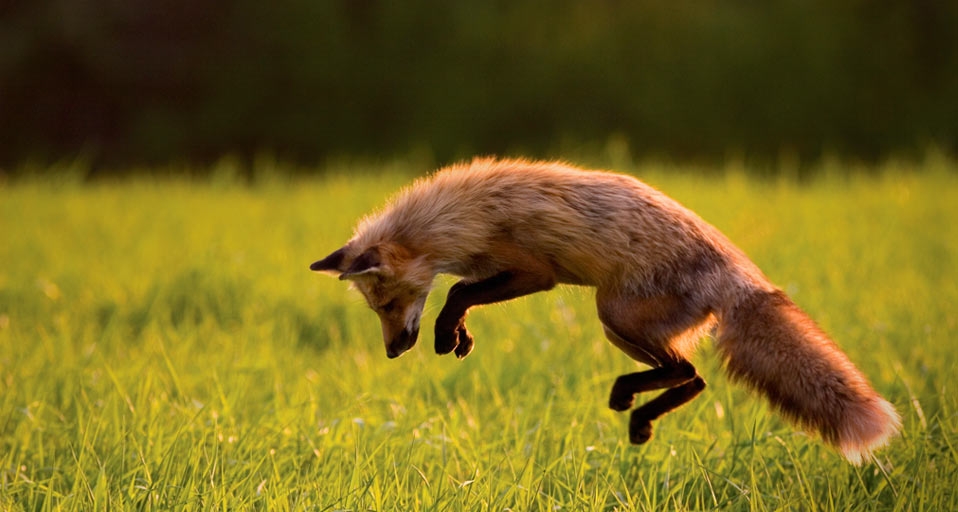 Red Fox hunting on Prince Edward Island, Canada -- John Sylvester/Corbis &copy; (Bing Canada)