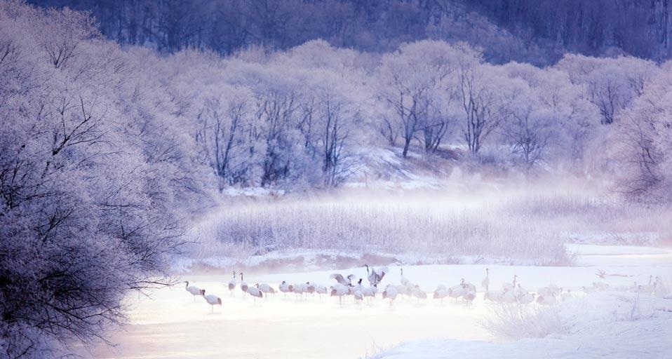 Red-crowned cranes in Kushiro-Shitsugen National Park, Hokkaido, Japan (© Frank Lukasseck/Corbis) &copy; (Bing United Kingdom)