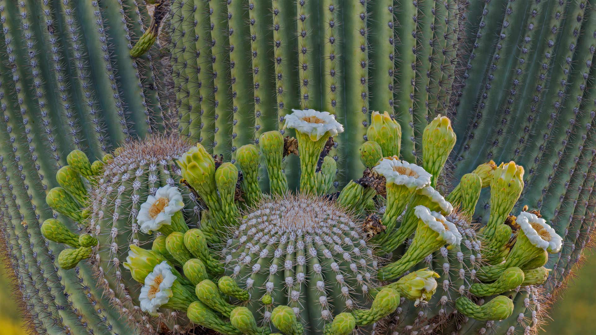 Saguaro cactus flowers, Coronado National Forest, Arizona, USA (© Jack Dykinga/Minden Pictures)(Bing United Kingdom)
