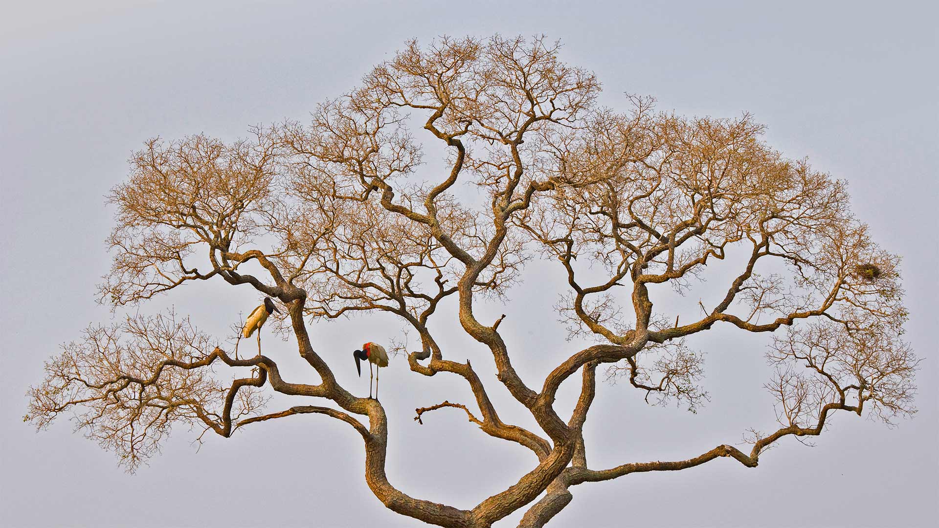 Jabiru storks in the Pantanal of Brazil (© Juan-Carlos Munoz/Minden Pictures)(Bing United Kingdom)