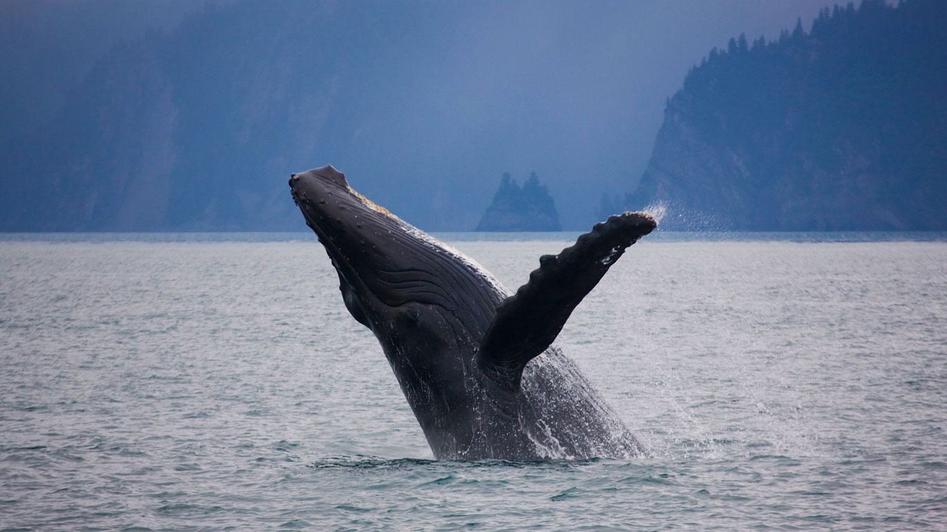 Humpback whale off the shore of Kenai Fjords National Park, Alaska (© Ron Niebrugge/Alamy)(Bing United Kingdom)