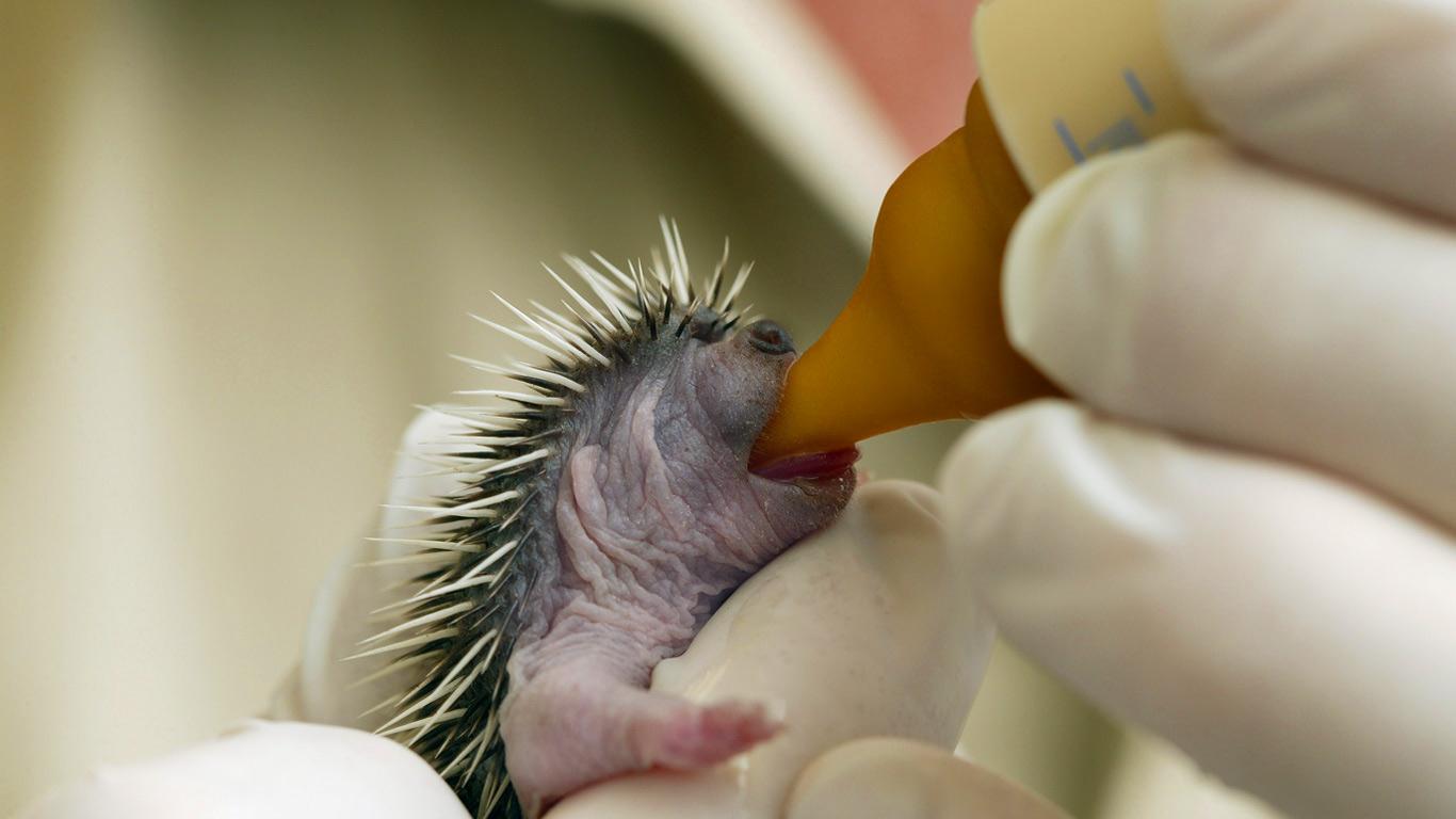 Hedgehog pup rescued at an animal protection centre (© Gerard Lacz/Visuals Unlimited)(Bing United Kingdom)