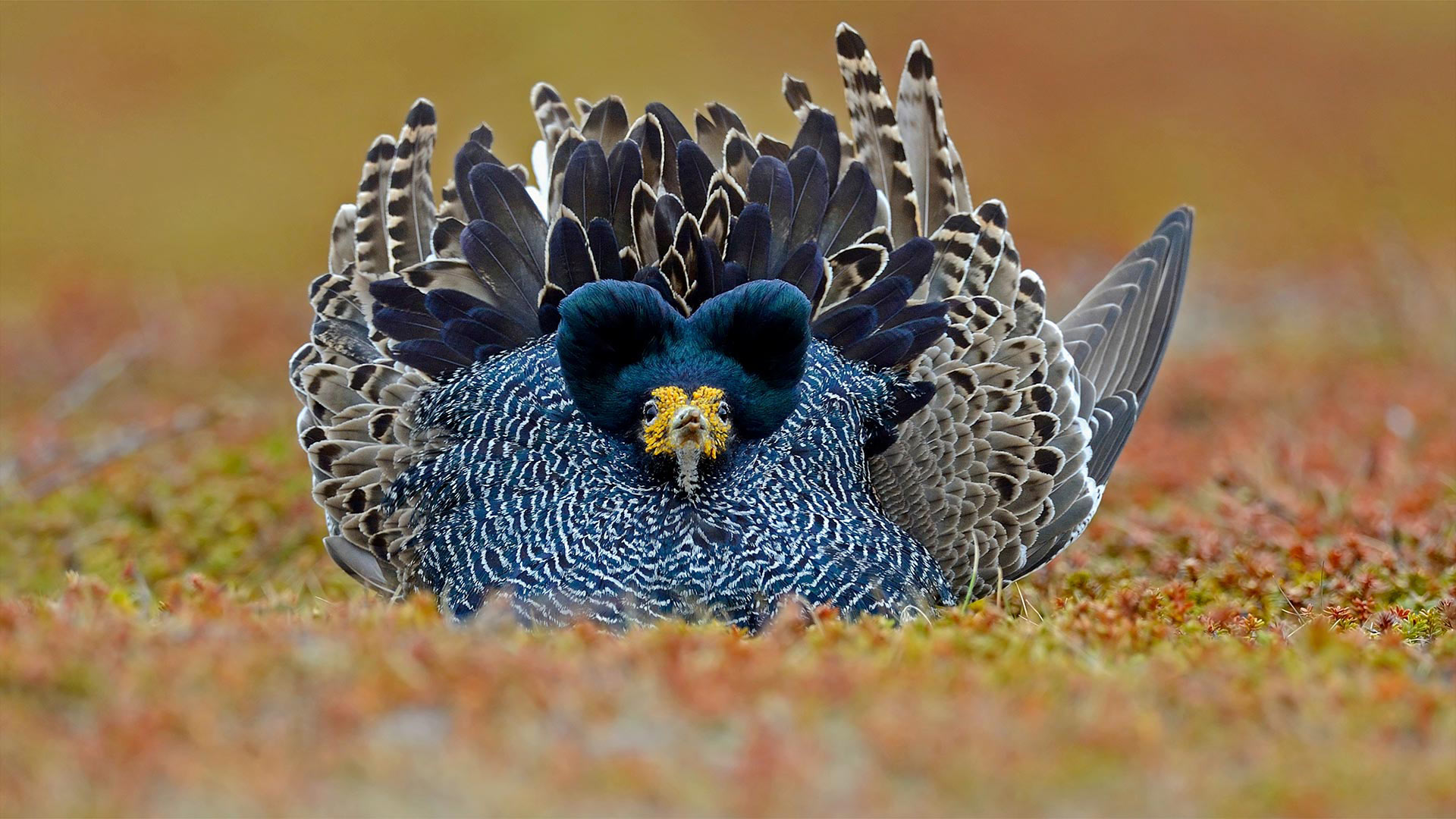 Ruff male displaying on Varanger Peninsula in Norway (© Winfried Wisniewski/Minden Pictures)(Bing United Kingdom)