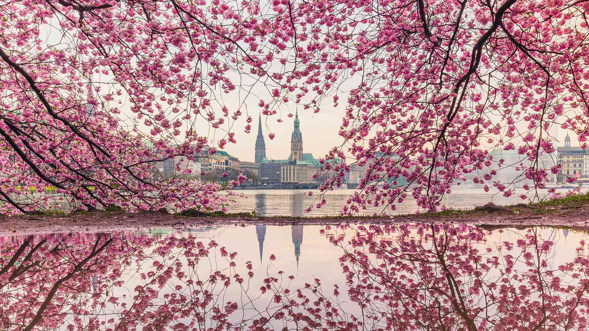 Blühende Kirschbäume an der Binnenalster, Hamburg (© Kerstin Bittner/Westend61/Offset)(Bing Deutschland)