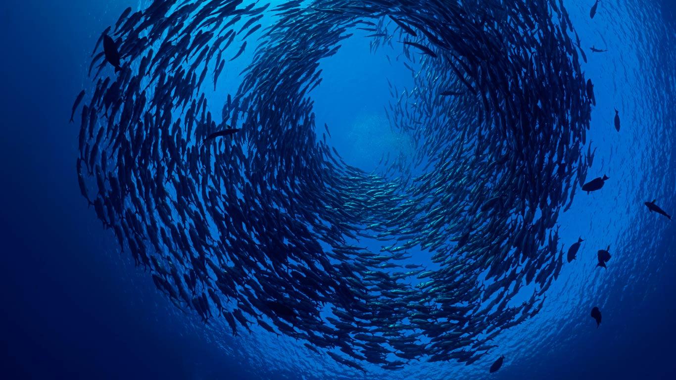 Schooling bigeye trevallies off the coast of Bali, Indonesia (© David Fleetham/Visuals Unlimited, Inc.)(Bing United Kingdom)