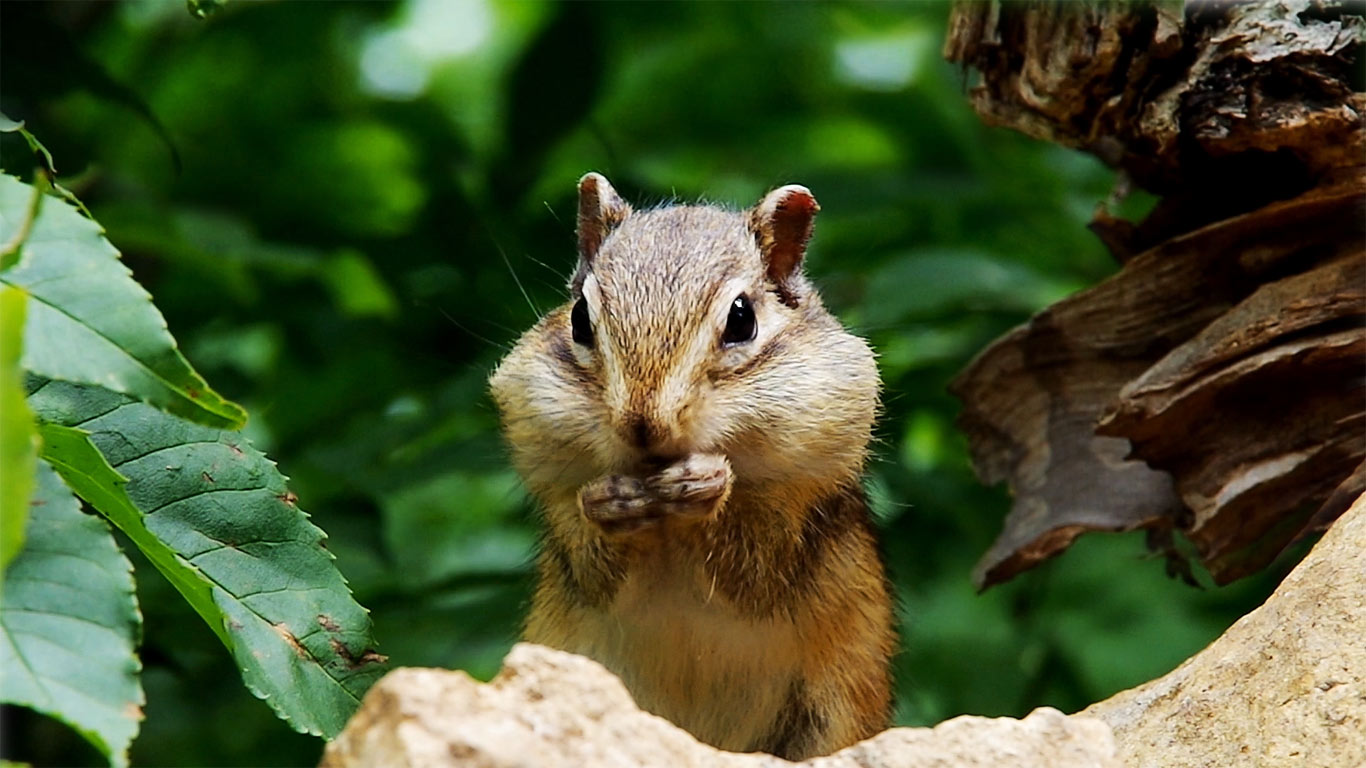 Siberian chipmunk eating sunflower seeds, Hokkaido, Japan (© Shutterstock)(Bing United States)