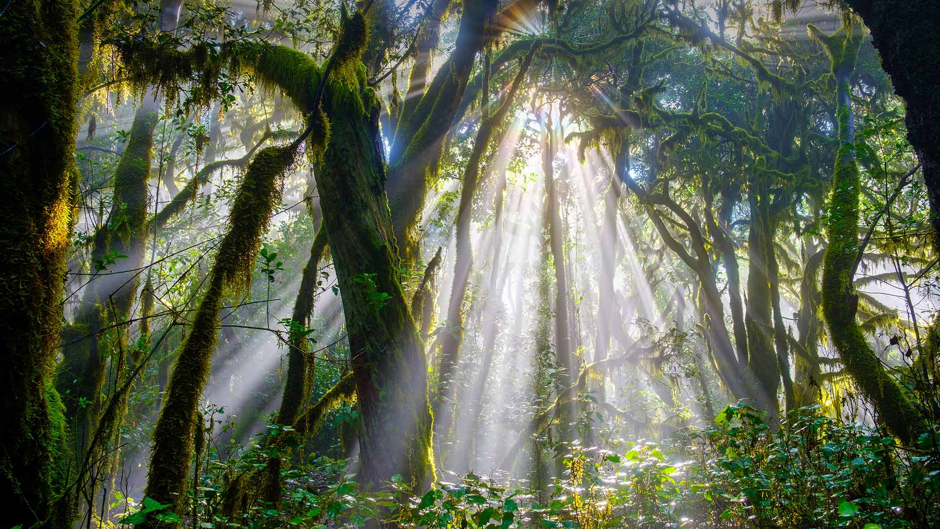 Sunlight piercing a forest in Garajonay National Park, La Gomera, Spain (© Martin Siepmann/Westend61/Offset by Shutterstock)(Bing United Kingdom)