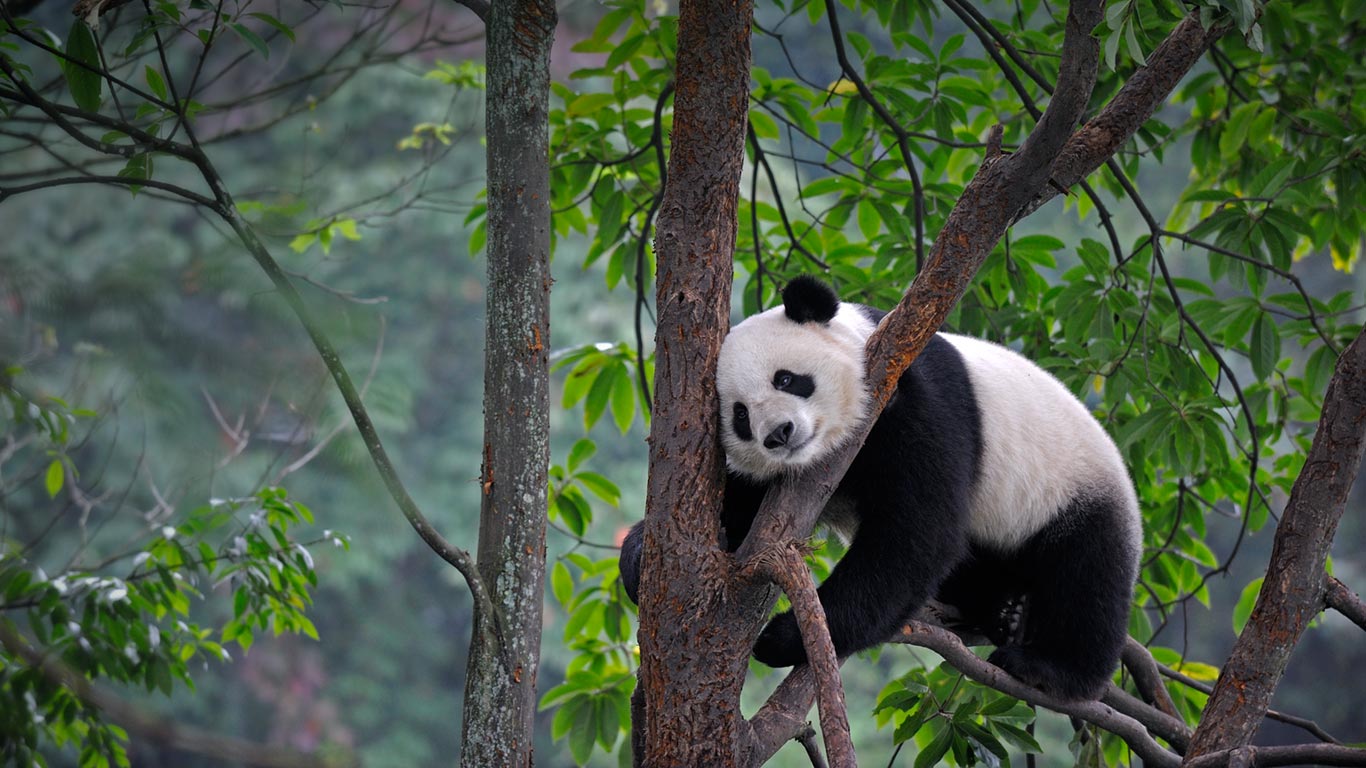 Giant panda at Bifengxia Panda Base in Ya’an, China (© Eric Baccega/Minden Pictures)(Bing United Kingdom)