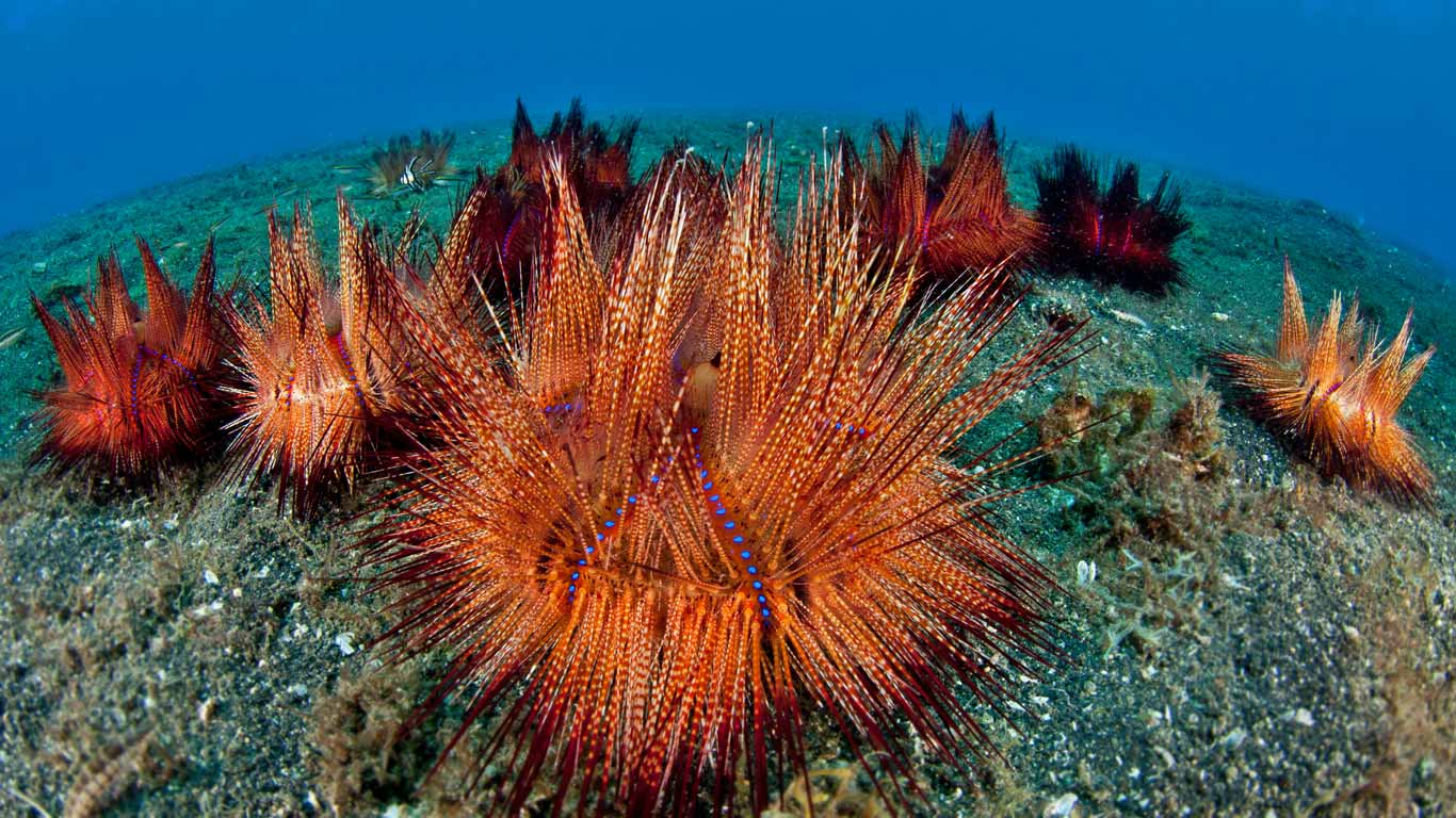 Fire urchins (aka red urchins) in Lembeh Strait, North Sulawesi, Indonesia (© Jurgen Freund/NPL/Minden Pictures)(Bing United Kingdom)