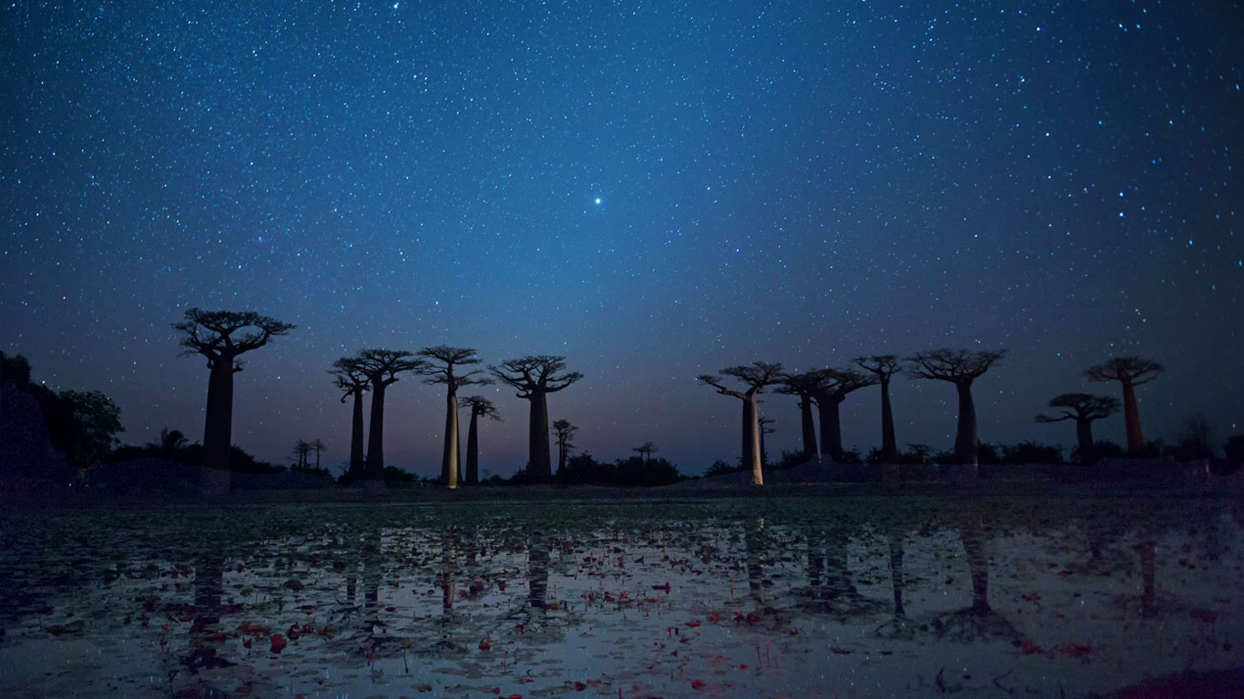 Baobab trees reflecting on the Avenue of the Baobabs in the Menabe region of Madagascar (© Gabrielle Therin-Weise/Getty Images)(Bing Canada)
