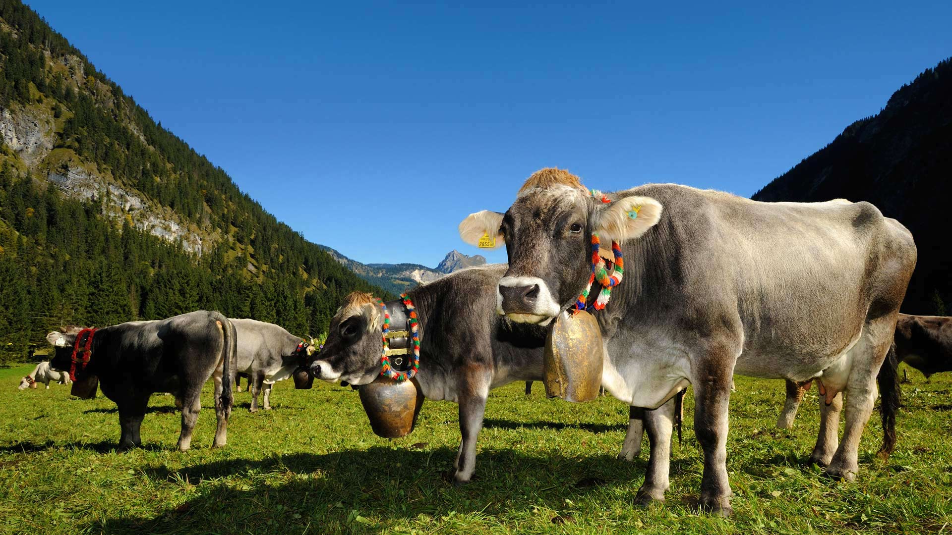 Decorated cows for the Almabtrieb, Tannheimer Tal, a valley in Tyrol, Austria (© Hans Lippert/Alamy)(Bing United Kingdom)