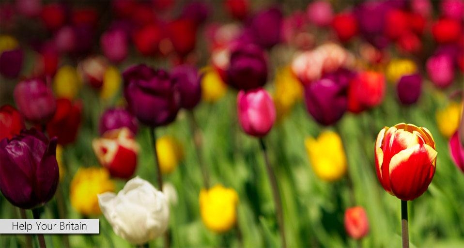 Flowers photographed at Gardening Leave, Auchincruive, Ayrshire, Scotland, as part of Bing Help Your Britain &copy; (Bing United Kingdom)