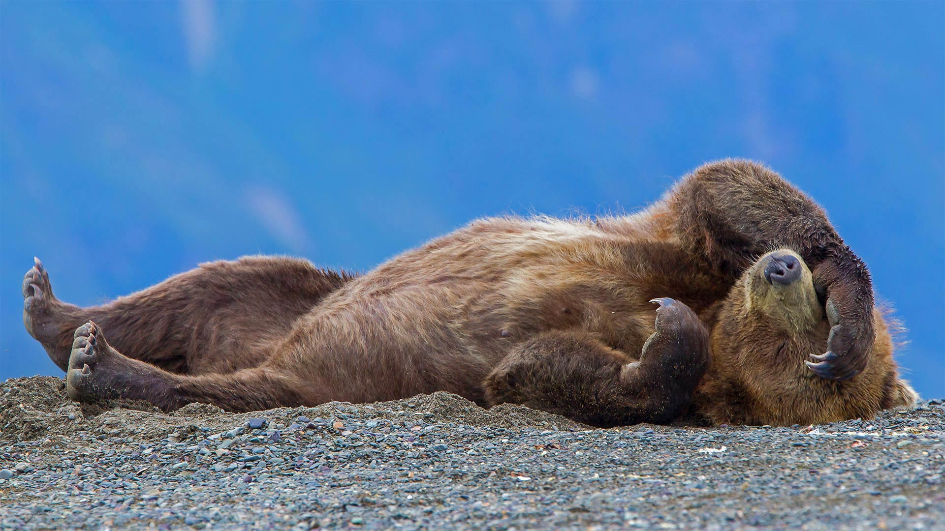 Grizzly bear cub relaxing, Lake Clark National Park, Alaska, USA (© Erlend Krumsvik/Getty Images)(Bing United Kingdom)