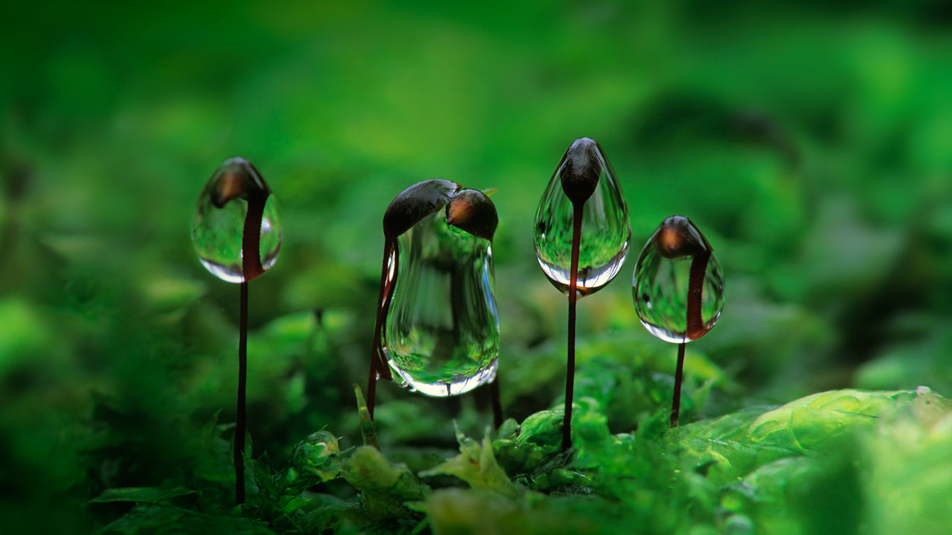 Water droplets on rough-stalked feather moss (© Duncan Usher/Minden Pictures)(Bing United Kingdom)
