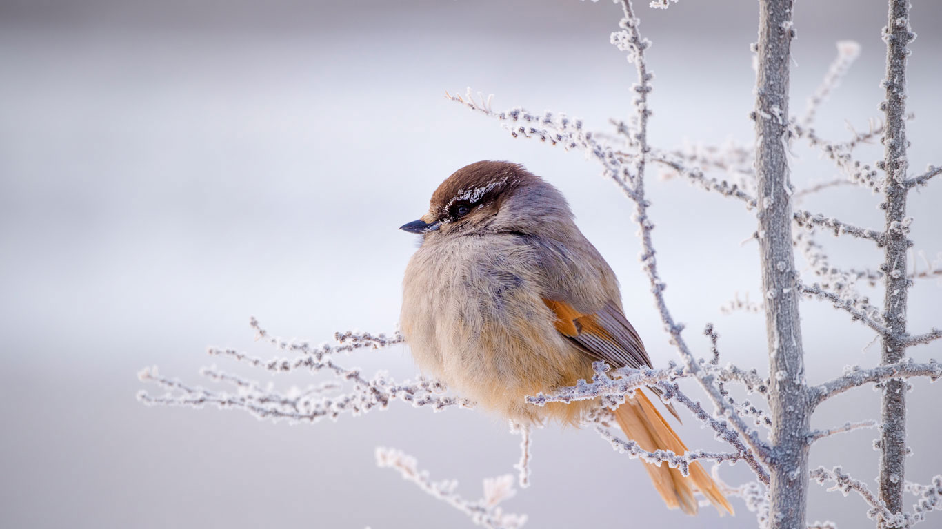 Siberian jay, Putorana Plateau, Siberia, Russia (© Sergey Gorshkov/Minden Pictures)(Bing Canada)