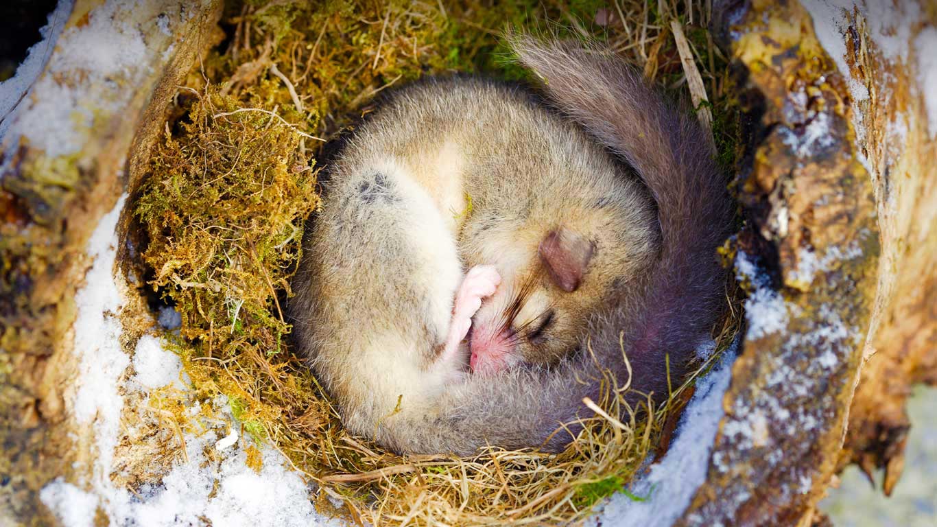 Edible dormouse sleeping, Alsace, France (© M. Watsonantheo/SuperStock)(Bing United Kingdom)
