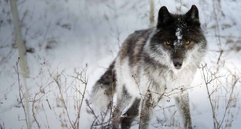 Wolf in the snow -- Richard Wear/Photolibrary &copy; (Bing United Kingdom)