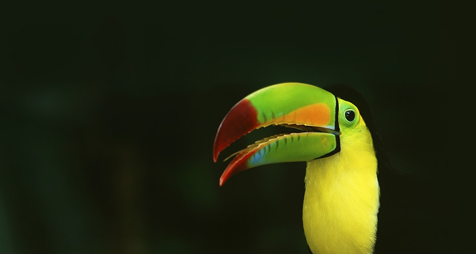 Keelbilled toucan in a rainforest  in central Mexico -- Robin Bush/Photolibrary &copy; (Bing United Kingdom)