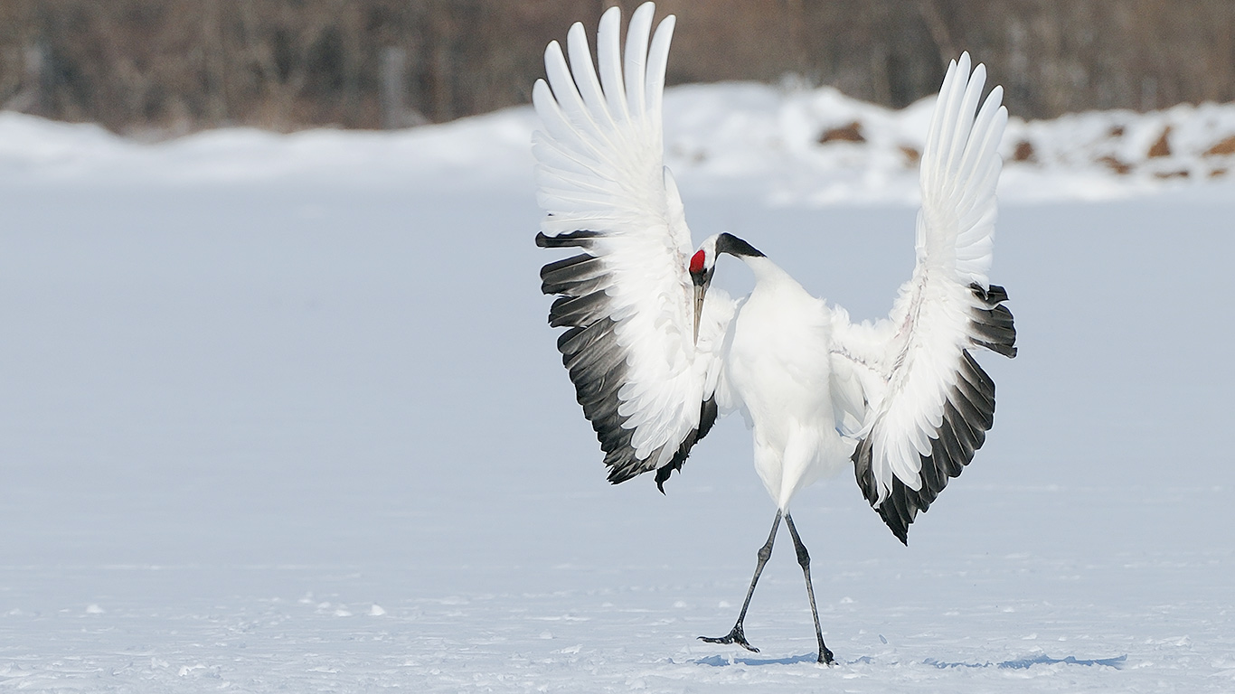 ｢タンチョウヅル｣北海道, 阿寒湖 (© Bobby Joshi/500px)(Bing Japan)
