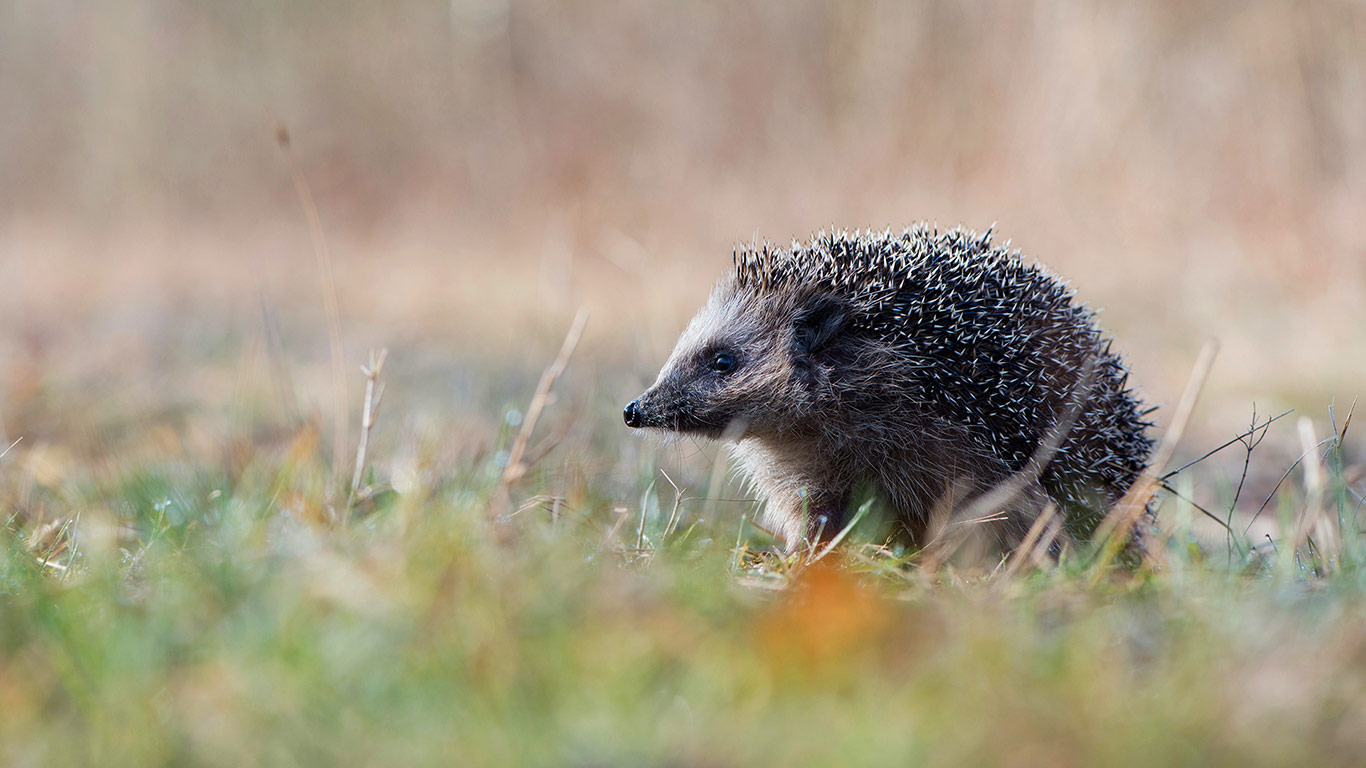European hedgehog in Emsland, Germany (© Erhard Nerger/Alamy)(Bing United Kingdom)