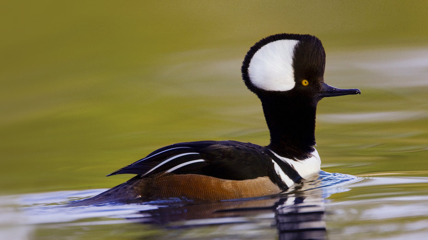 Male hooded merganser in Beaufort, South Carolina, USA (© Eric Horan/age fotostock)(Bing United Kingdom)