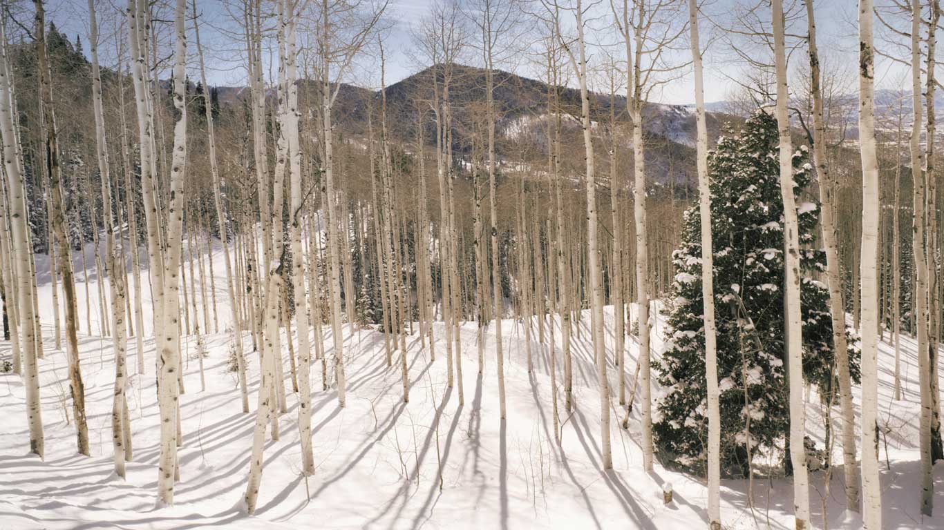 Aspen forest in the Wasatch Mountains, Utah (© Marc Muench/Tandem Stills + Motion)(Bing United States)