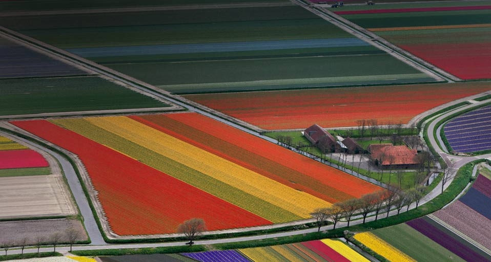 Flower field patterns near Amsterdam, Netherlands -- Adam Jones/Getty Images &copy; (Bing Canada)