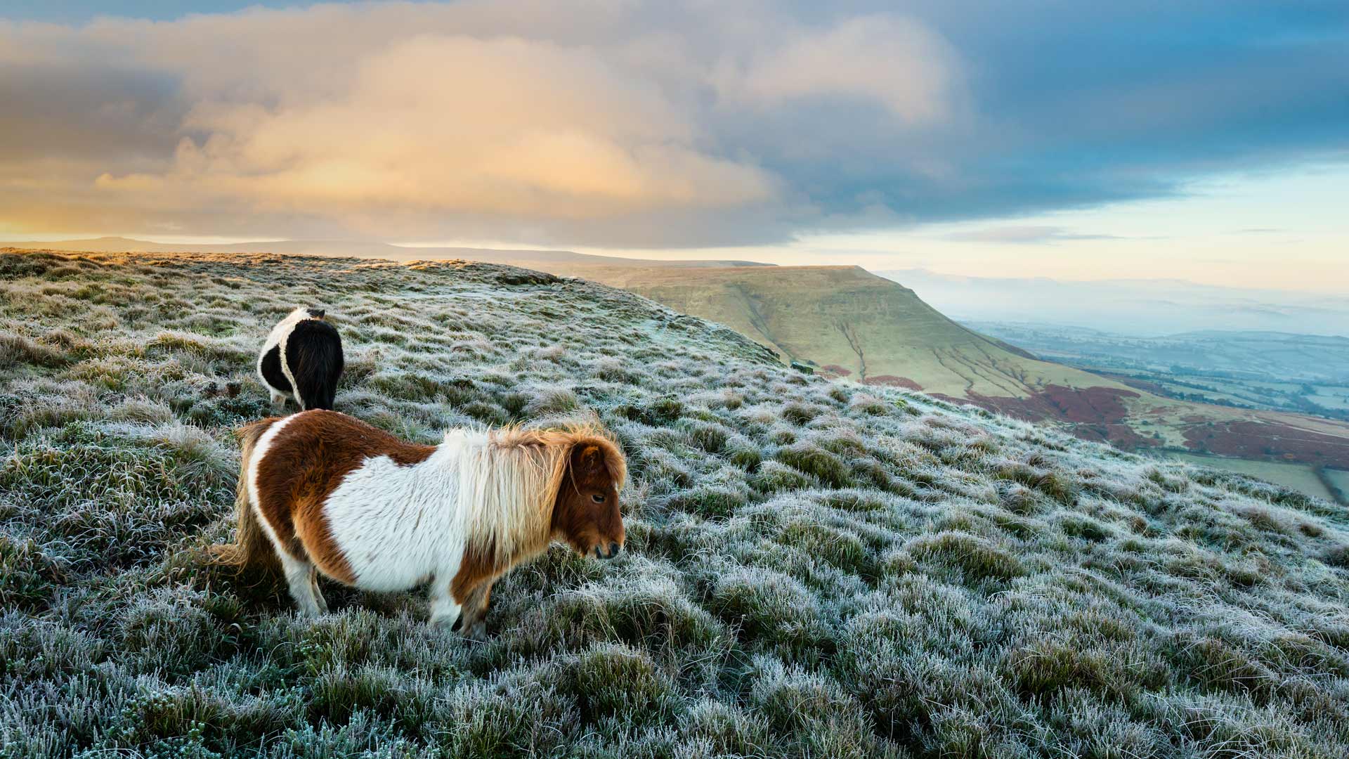 ｢野生のポニー｣イギリス, ウェールズ (© Justin Foulkes/SIME/eStock Photo)(Bing Japan)