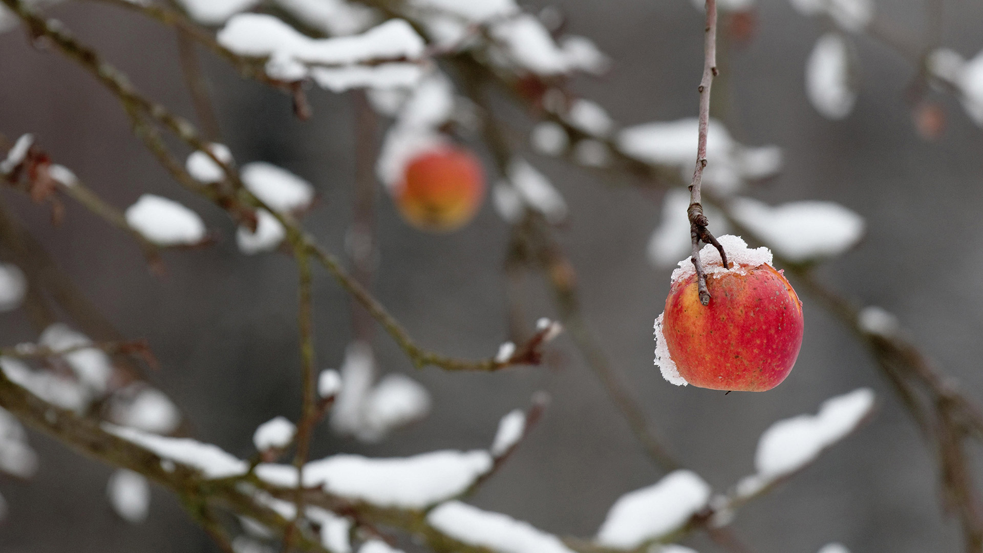 Roter Apfel an einem abgebrochenen Zweig im Winter, Coburg, Bayern, Deutschland (© griangraf/iStock/Getty Images)(Bing Deutschland)