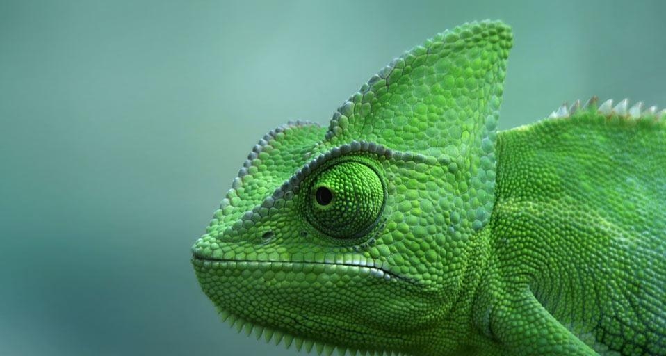 Veiled chameleon at the TerraZoo in Rheinberg, Germany (© ClipCanvas) &copy; (Bing United Kingdom)