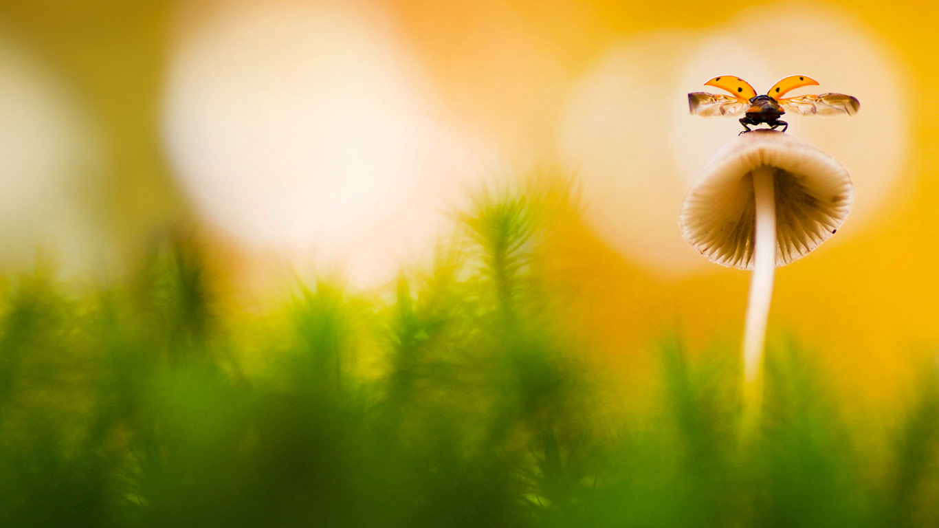 Seven-spot ladybug on a mushroom in Arnhem, Netherlands (© Misja Smits/Minden Pictures)(Bing Canada)