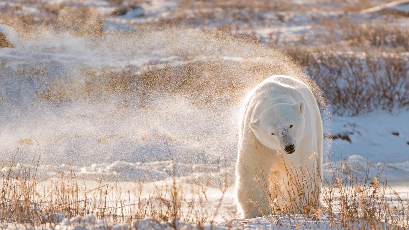 Polar bear in Hudson Bay, Canada (© Ralph A. Clevenger/Tandem Stills + Motion)(Bing Canada)
