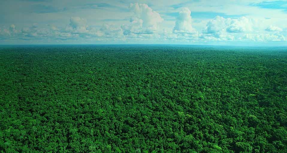 Amazon rainforest tree canopy, Brazil (© Ocean/Corbis) &copy; (Bing United Kingdom)