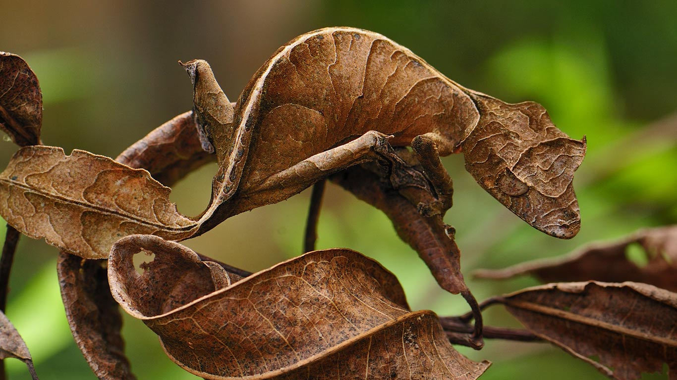 Fantastic leaf-tail gecko in Andasibe-Mantadia National Park, Madagascar (© Thomas Marent/Corbis)(Bing Canada)