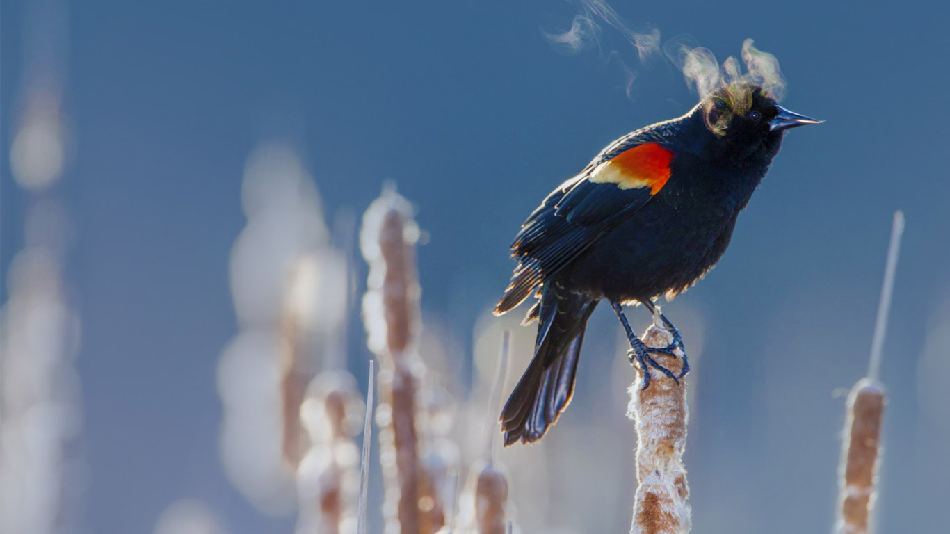 A red-winged blackbird in Minneapolis, Minnesota (© Ian Plant/Solent News/REX Shutterstock)(Bing Canada)