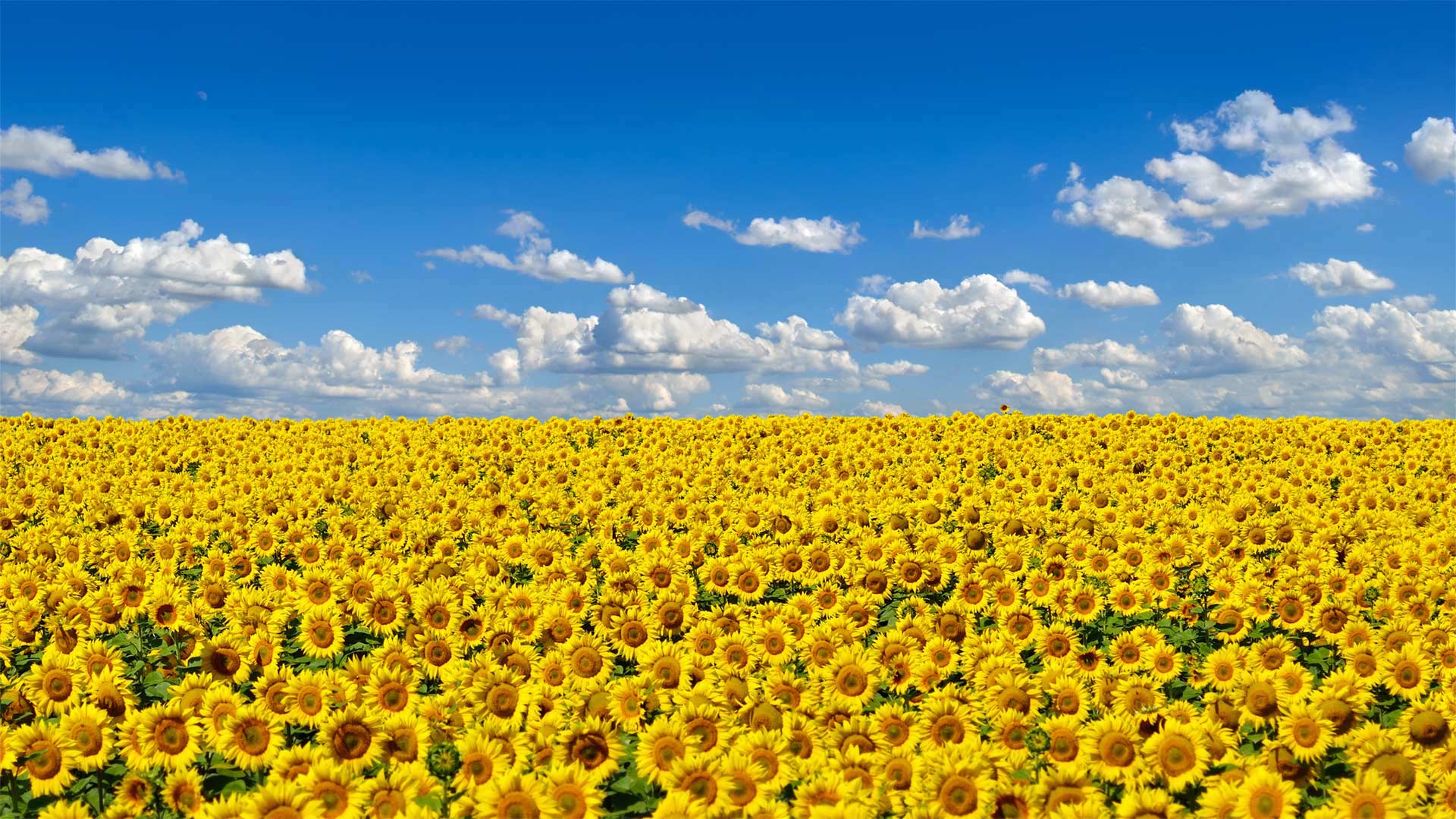 Sonnenblumenfeld, Nationalblume der Ukraine (© Oleksandrum/Shutterstock)(Bing Deutschland)