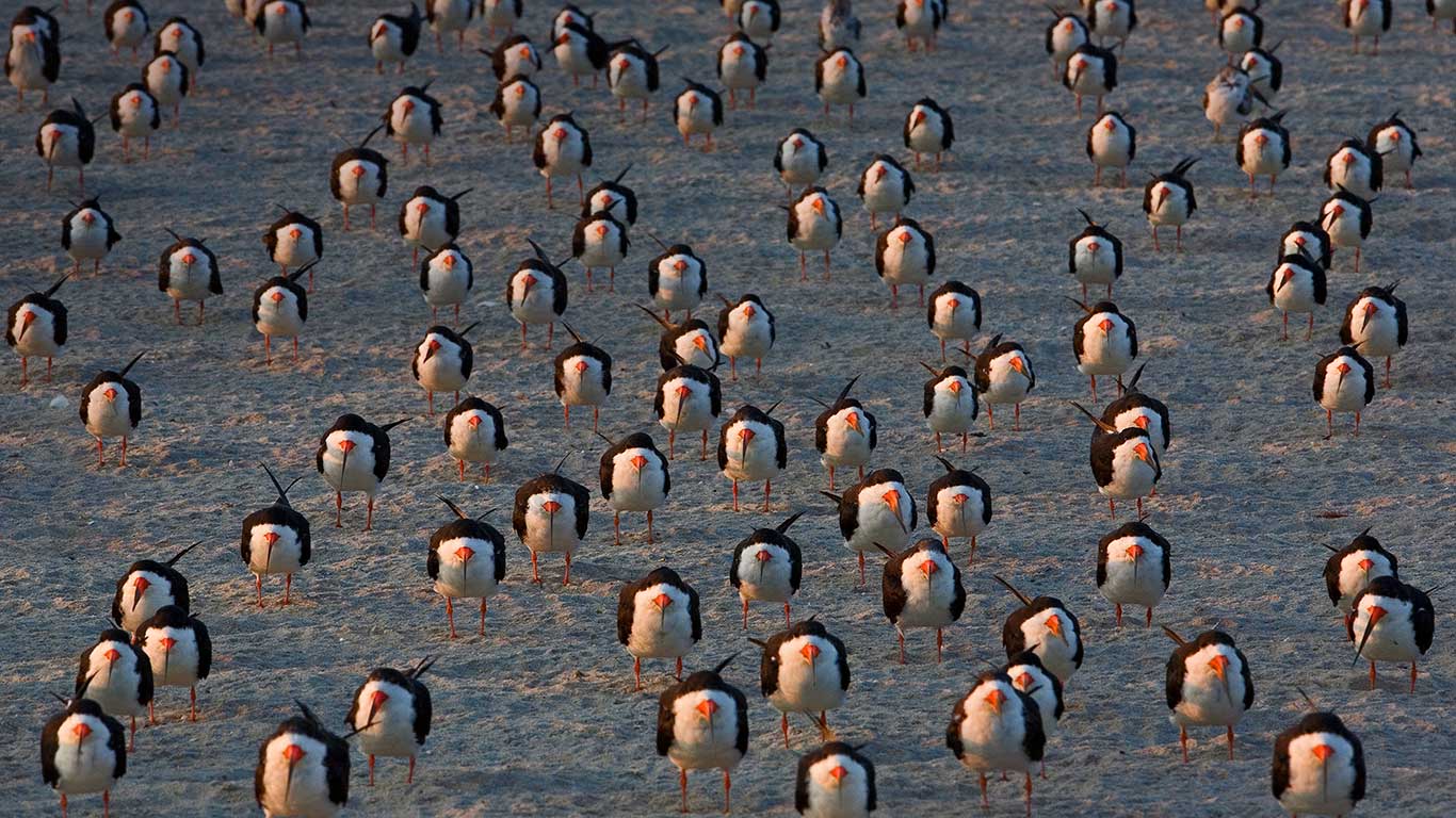 Black skimmers on Cape May, New Jersey, USA (© Ingo Arndt/Minden Pictures)(Bing United Kingdom)