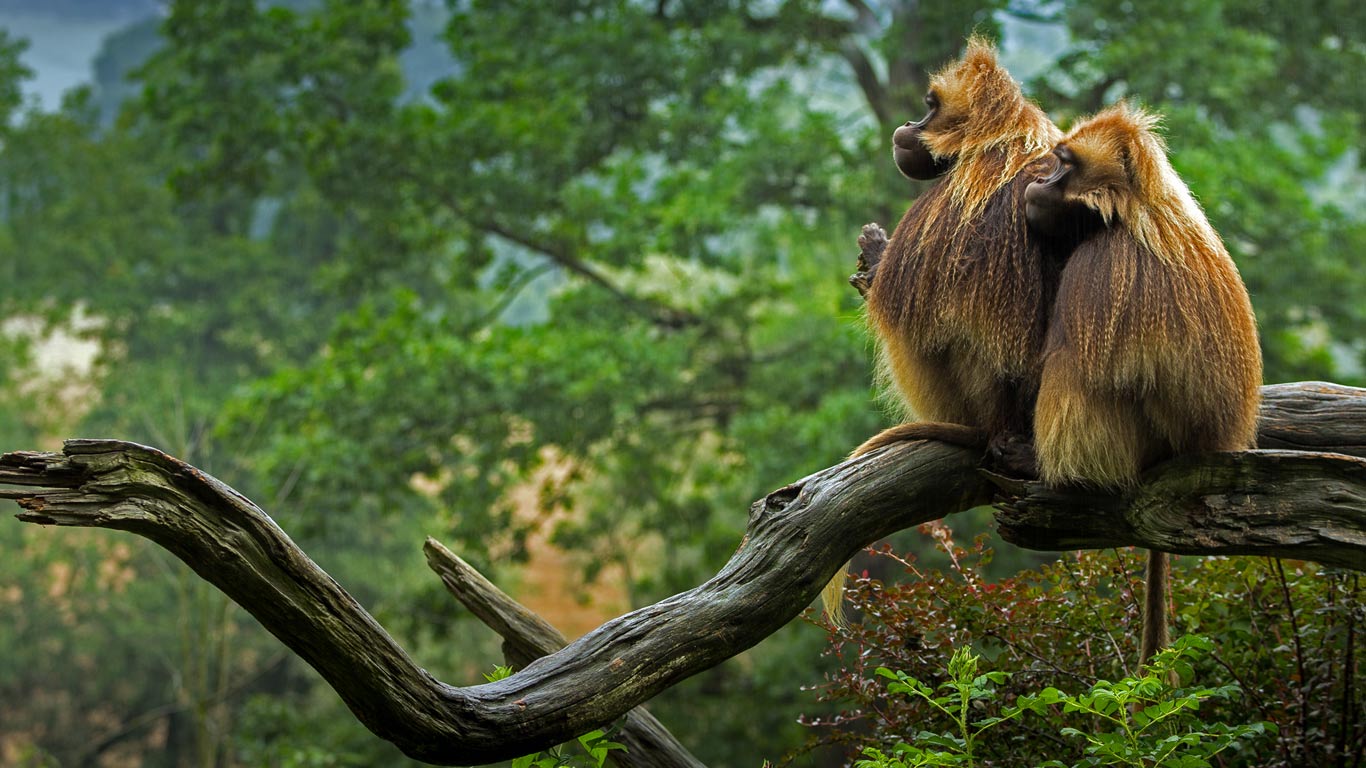 Geladas in repose (© Pavel Blažek/500px)(Bing United Kingdom)