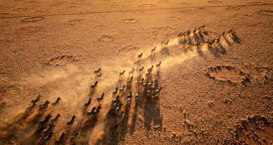Zebra herd in NamibRand Nature Reserve, Namibia (© George Steinmetz/Corbis) &copy; (Bing Canada)