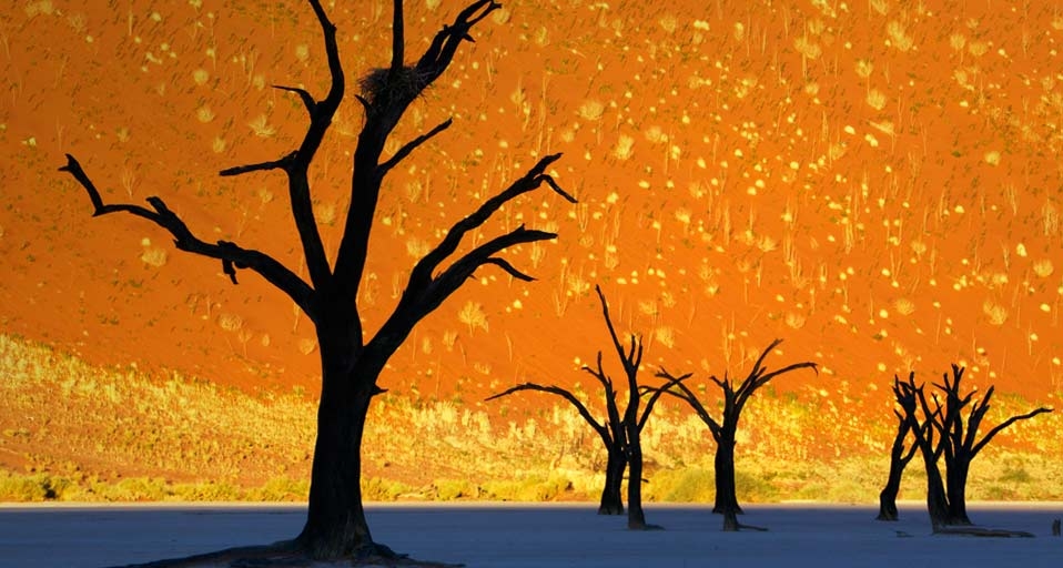 Dead trees in Dead Vlei, Namib-Naukluft Park, Namibia  (© Frank Krahmer/Corbis) &copy; (Bing United Kingdom)