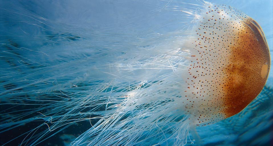 Jellyfish -- SSC/SuperStock &copy; (Bing Canada)