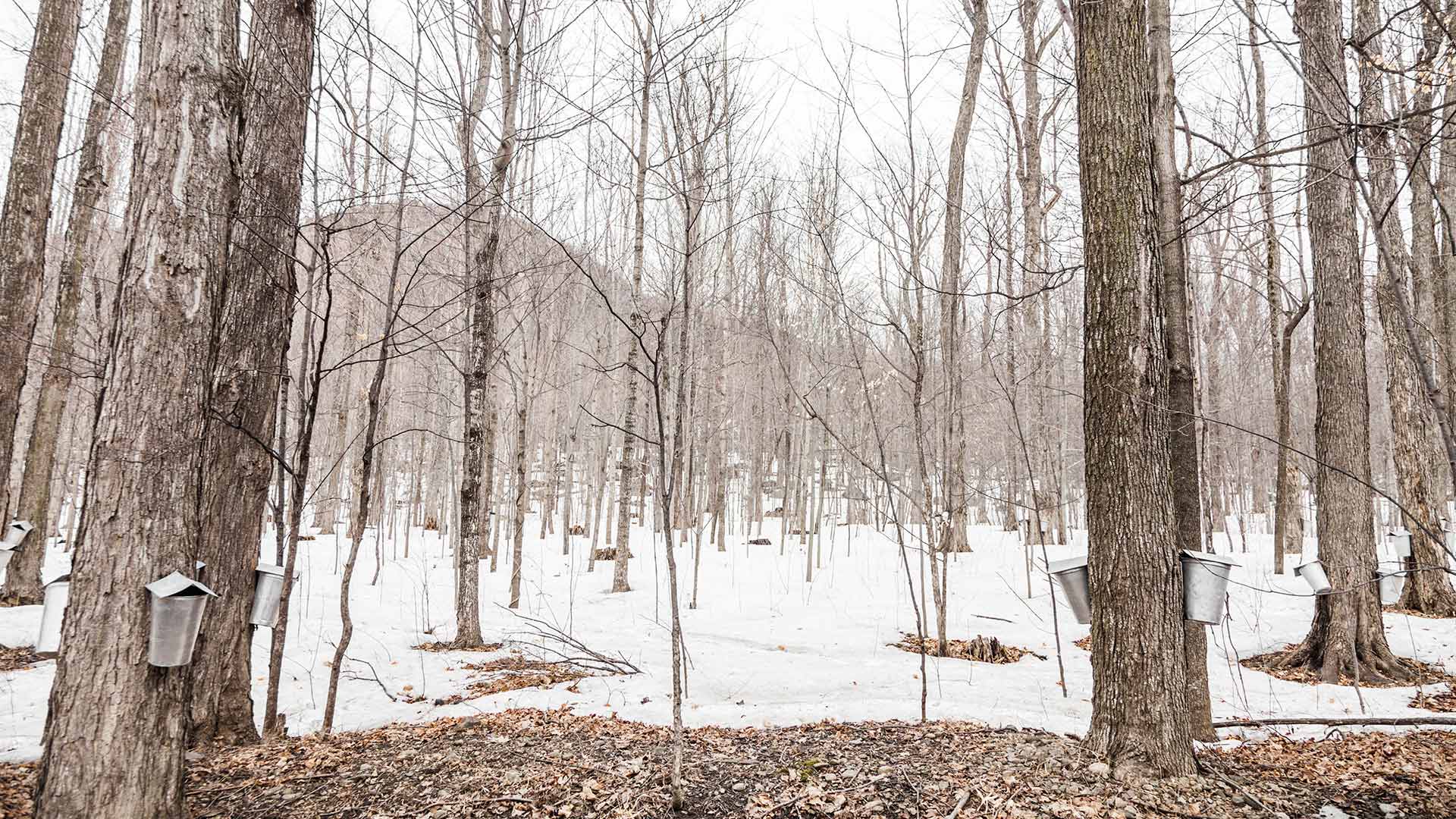 Sap buckets hanging on maple trees in a forest, Quebec (© Benoit Daoust/Shutterstock)(Bing Canada)