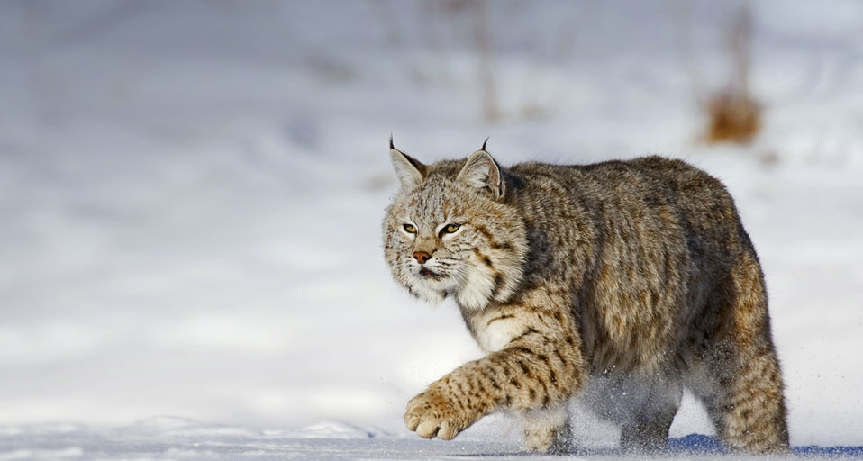Bobcat running through the snow in Montana, USA -- imagebroker RF/Photolibrary &copy; (Bing United Kingdom)