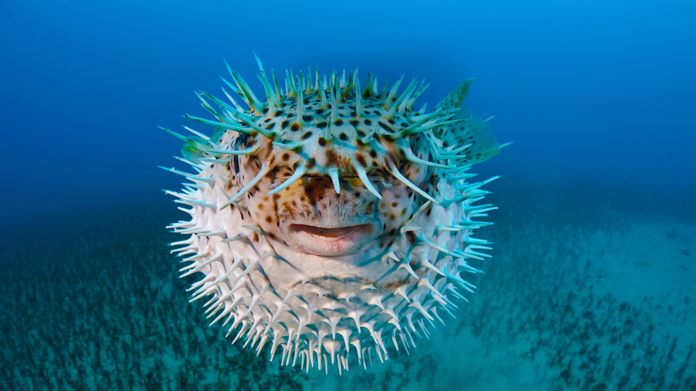 Spot-fin porcupinefish near Hawaii (© David Fleetham/Visuals Unlimited, Inc.)(Bing United Kingdom)