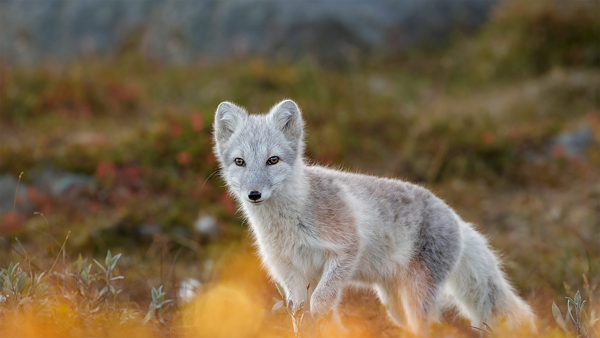 Arctic fox in Dovrefjell-Sunndalsfjella National Park, Norway (© Andy Trowbridge/Minden Pictures)(Bing Canada)