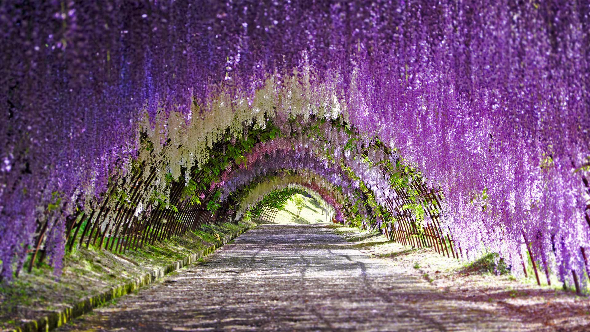 Wisteria blooms at Kawachi Fuji Gardens in Kitakyushu, Japan (© Wibowo Rusli/Alamy)(Bing United Kingdom)